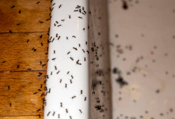 Best Flea Control Services  in Chelan, WA