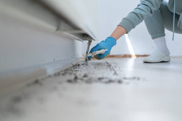 Trusted Chelan, WA Pest Control Experts